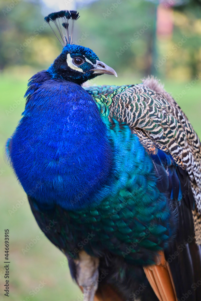 Obraz premium Close up of a profile of a bright blue peacock.