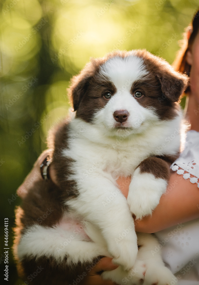 Cute brown border collie puppy with the owner in the park, happy