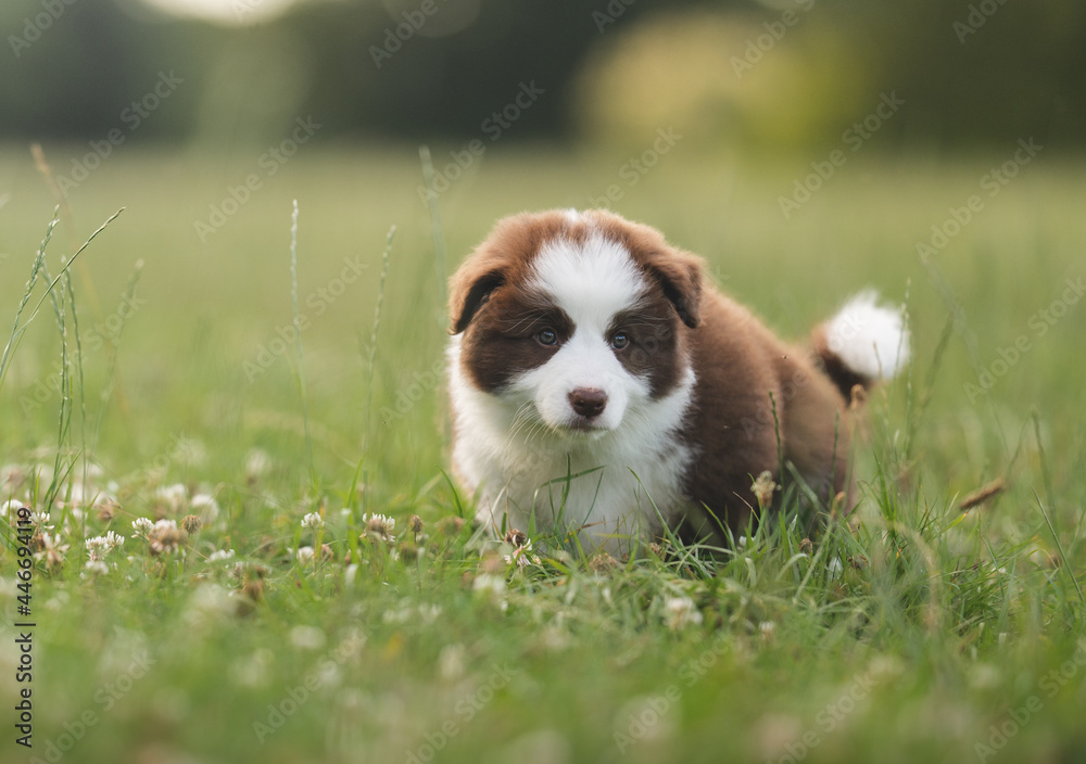 Cute brown border collie puppy with the owner in the park, happy Cute brown border collie puppy with the owner in the park, happy