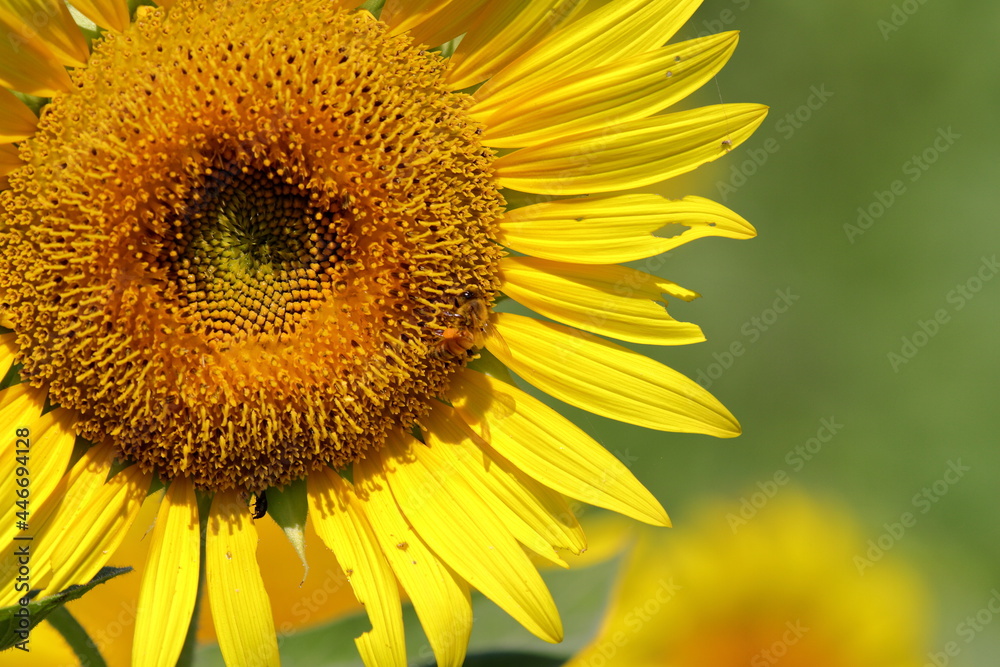 Fototapeta premium toward an axis, as in a sunflower