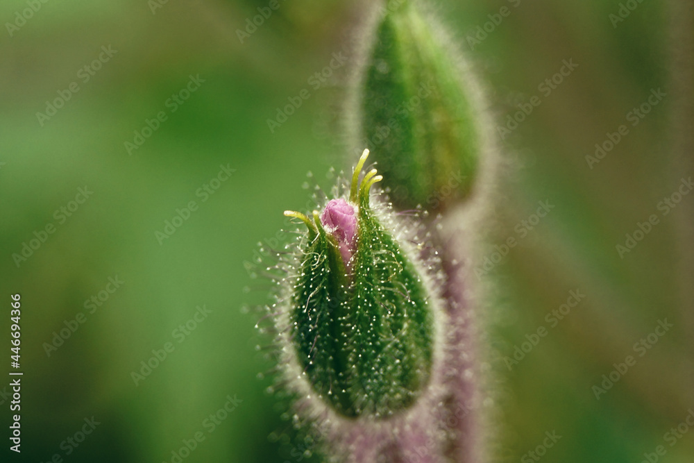 Fototapeta premium flower