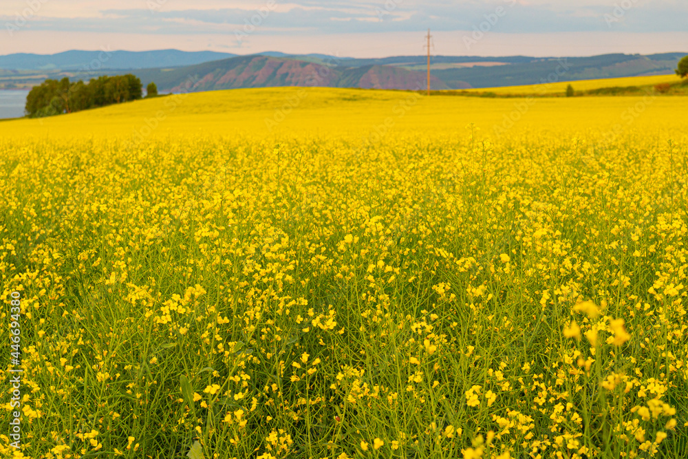 Summer landscape with yellow fields of blooming rapeseed in Khakassia, Russia Summer landscape with yellow fields of blooming rapeseed in Khakassia, Russia