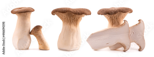 King oyster mushroom isolated on white background. Pleurotus eryngii mushroom.