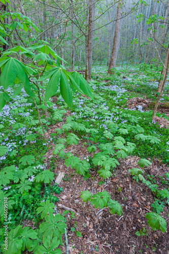 Wildflowers in Whiteoak Sink, Great Smoky Mountains National Park photo