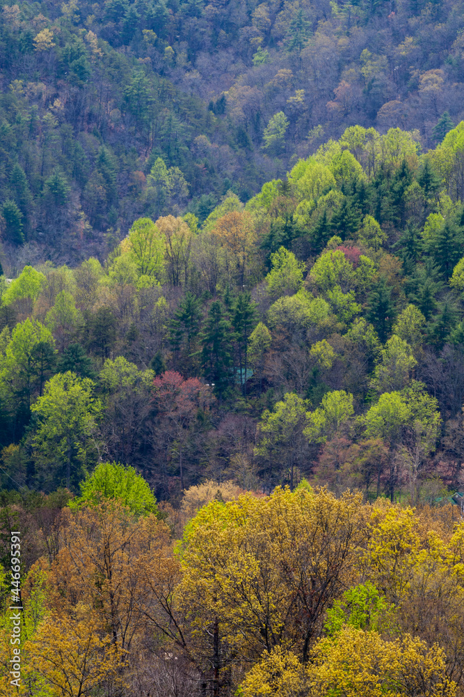 Spring, Foothills Parkway in East Tennessee Spring, Foothills Parkway in East Tennessee