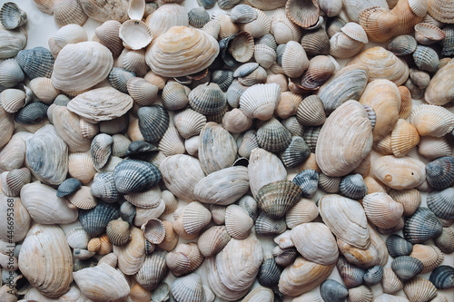 Many large beautiful seashells are laid out evenly on a white background close-up. Natural texture, top view.