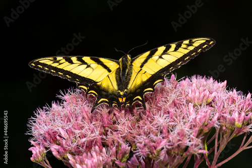 Tiger swallowtail butterfly on Joe Pye Weed in New Hampshire. photo