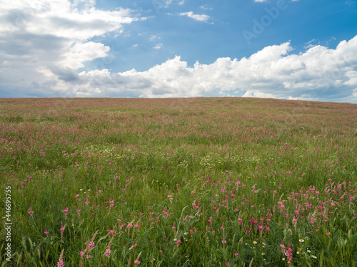 Spring day in a field of pink flowers