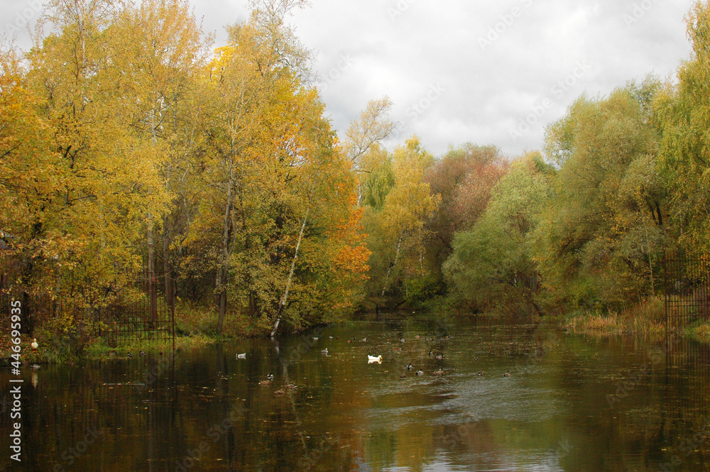 Rustic pond in autumn, autumn landscape, rustic nature in autumn. Colorful autumn trees, a lake.