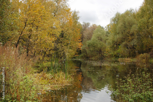 Rustic pond in autumn, autumn landscape, rustic nature in autumn. Colorful autumn trees, a lake.