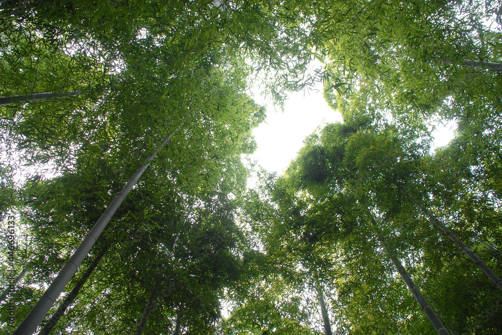 Fototapeta premium 竹林