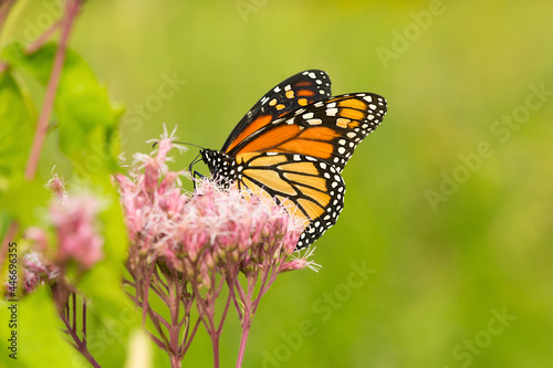 Monarch butterfly on Joe Pye Weed in Newbury  New Hampshire.