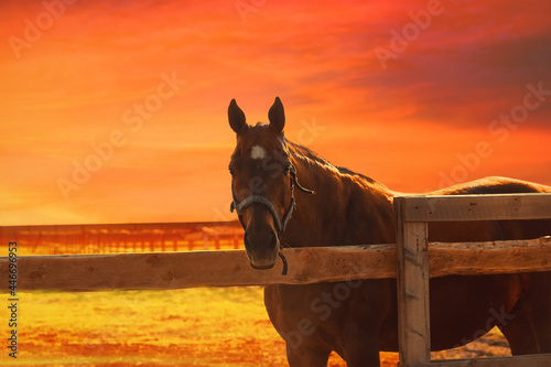 Horse at sunset - orange blurred equistrian background photo