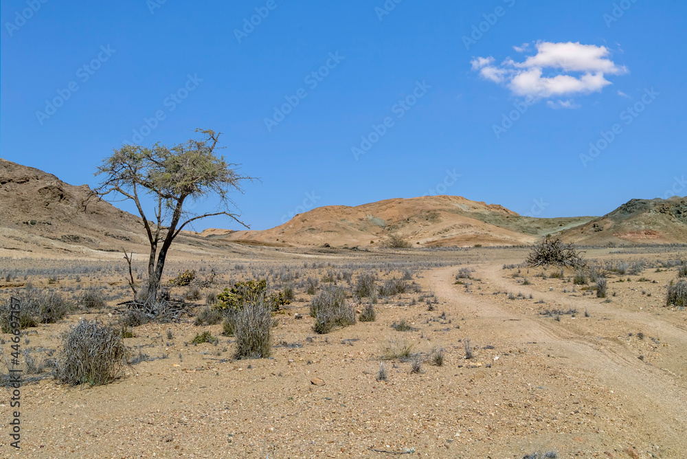 Kameldorn, Wüstenvegetation, Namib Naukluft Park, NamibA