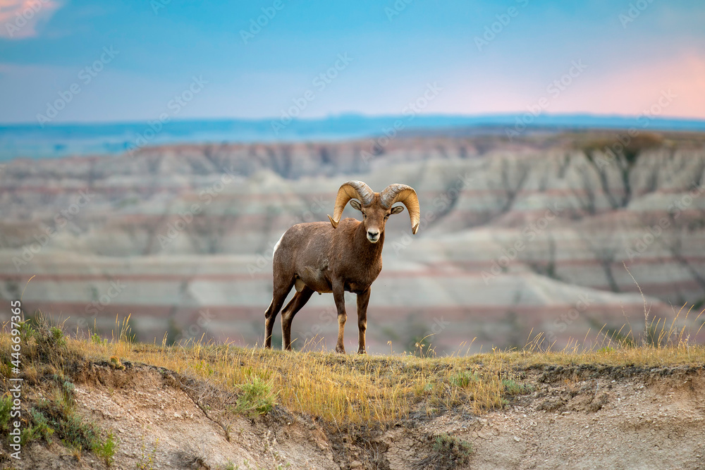 Fototapeta premium Big Horn Ram Stare