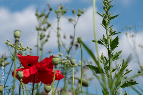 Variety of wild flowers including poppies and cow parsley, growing in Pinn Meadows conservation area in Eastcote, Hillingdon, in the London suburbs, UK. Blue sky in the background.