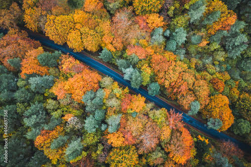 Aerial view of a straight road alongside fall and autumn colour forest and trees, Aiguillier Massif, Orcival, Rochefort Montagne, Puy de dome, Auvergne, France.
