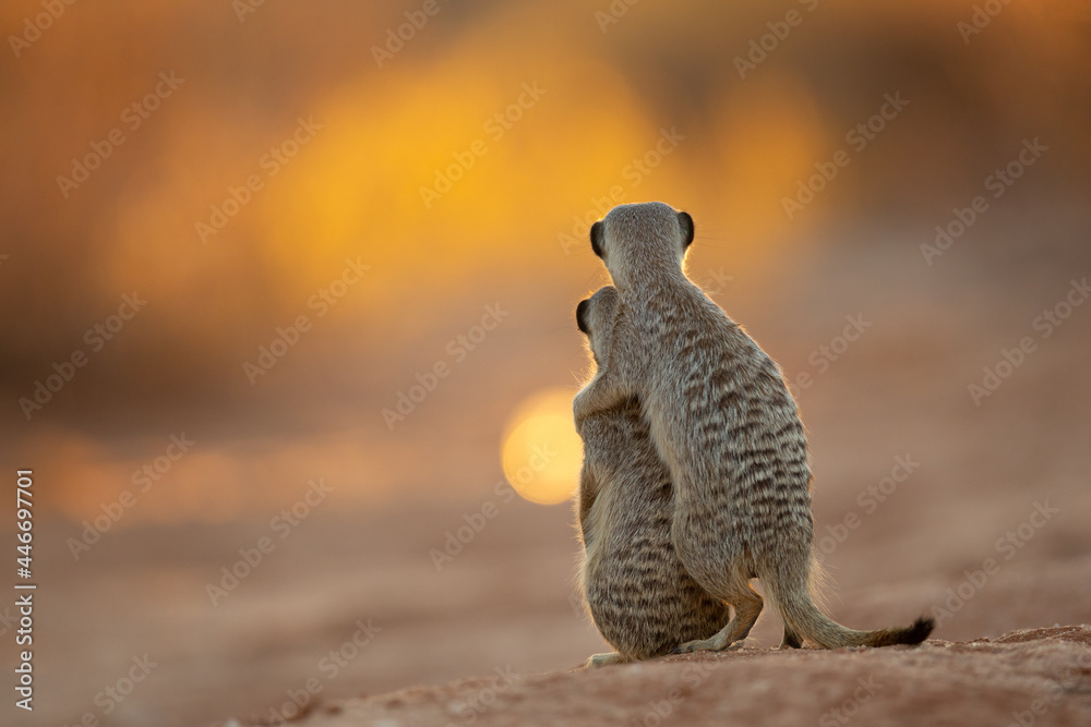 Erdmännchen (meerkat)