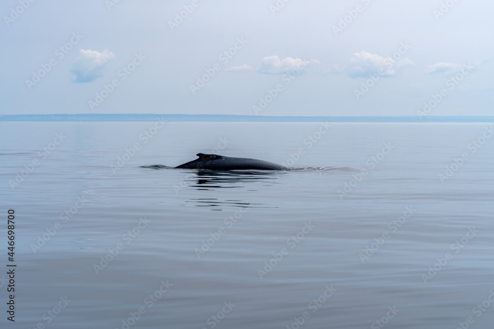 Fototapeta premium Whale watching in Quebec Canada