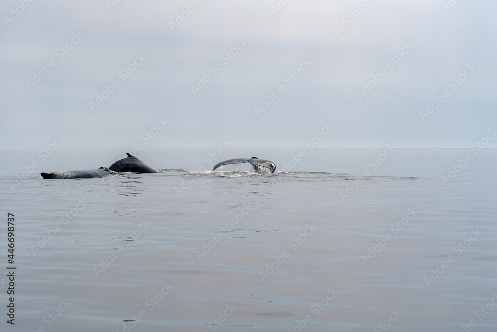 Fototapeta premium Whale watching in Quebec Canada
