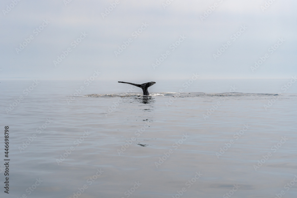 Whale watching in Quebec Canada