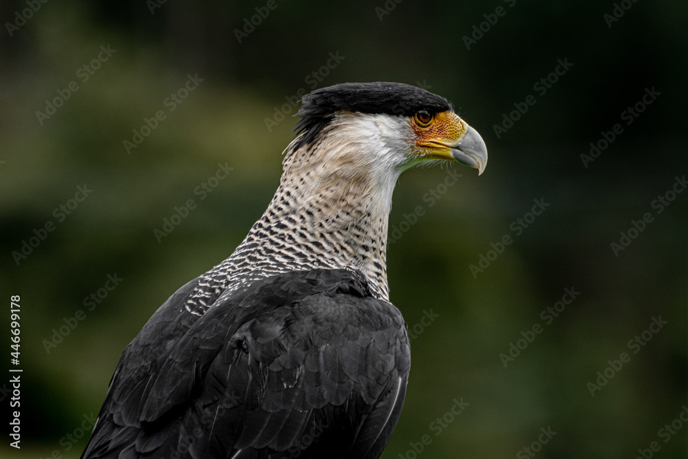 Fototapeta premium Caracara plancus or Crested Caracara standing on a branch watching over the hills 