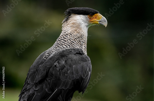 Caracara plancus or Crested Caracara standing on a branch watching over the hills 