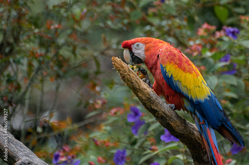 Captive Red scarlet macaw on branch, colorful parrot bird. 
