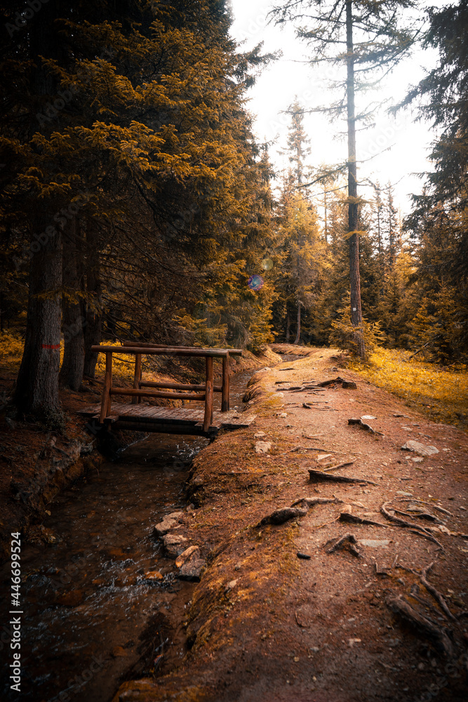 Fototapeta premium autumn in the forest of Valle D'Aosta
