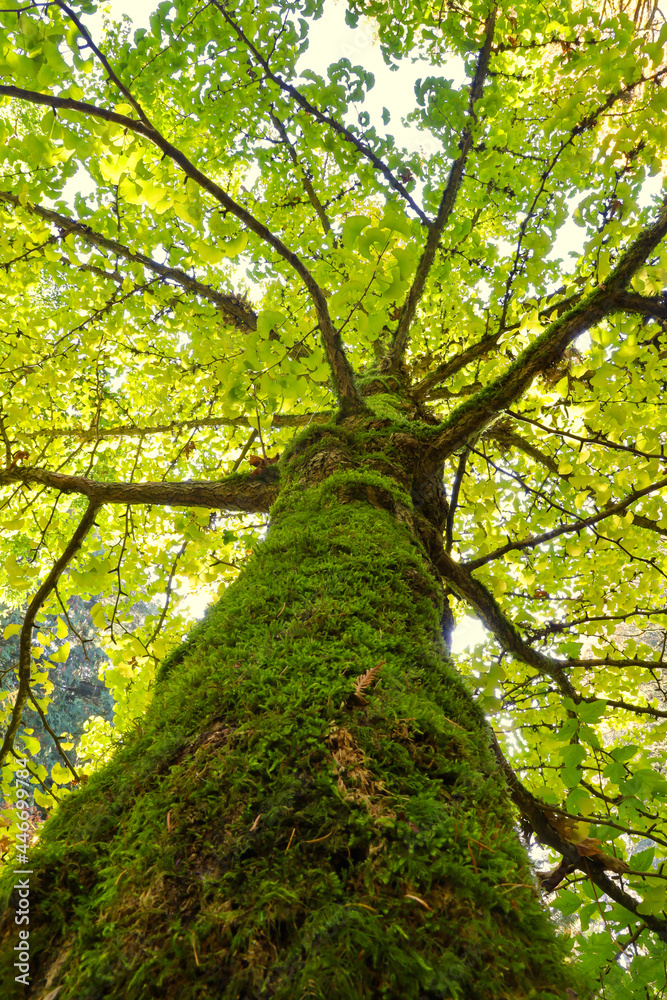 Fototapeta premium Looking up a Ginkgo tree into its canopy of lime green leaves.