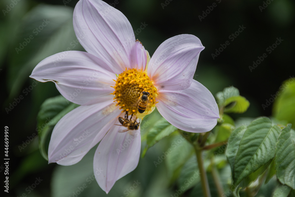 Honey Bees Buzzing On Flower pollination Honey Bees Buzzing On Flower pollination
