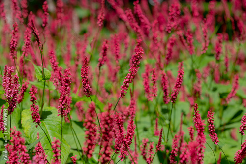 Selective focus of red flower Persicaria amplexicaulis in the garden with soft sunlight, Knotweed is a genus of herbaceous flowering plants, Polygonaceae, Nature floral background. photo