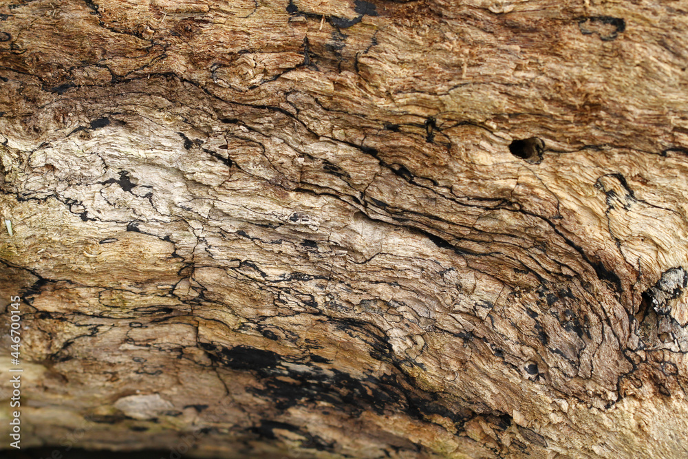 Close up of the bark of a tree. Close up of the bark of a tree.