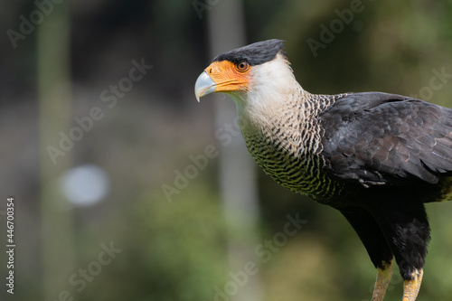 Caracara plancus or Crested Caracara standing on a branch watching over the hills
 photo