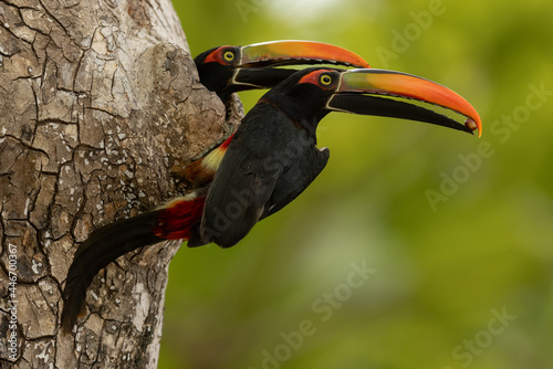 Feuerschnabelarassari Brutbaum (Fiery-billed Aracari) Costa Rica