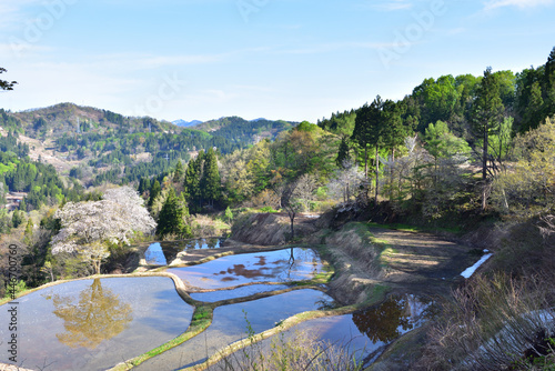 里山の春