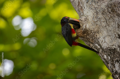 Feuerschnabelarassari füttert (Fiery-billed Aracari) Costa Rica photo