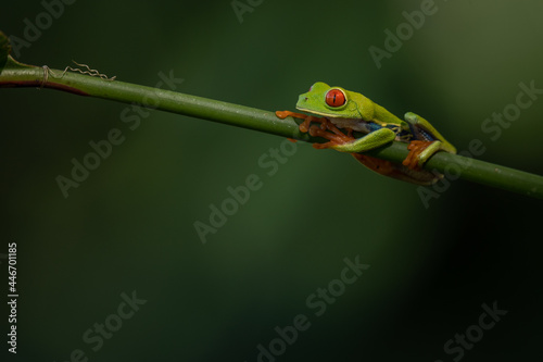 Rotaugenlaubfrosch (Red-eyed tree frog | Agalychnis callidryas) Costa Rica