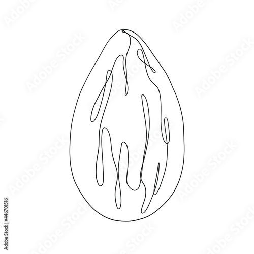 One continuous line hand drawn almond. Vector minimalist illustration isolated on white background. 
