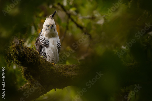 Prachthaubenadler (Ornate hawk-eagle juvenile | Spizaetus ornatus) Costa Rica