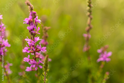 A close up of a pink flower