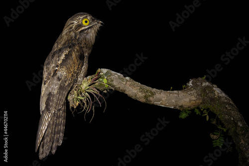 Urutau-Tagschläfer in der Nacht (Common potoo | Nyctibius griseus) Costa Rica