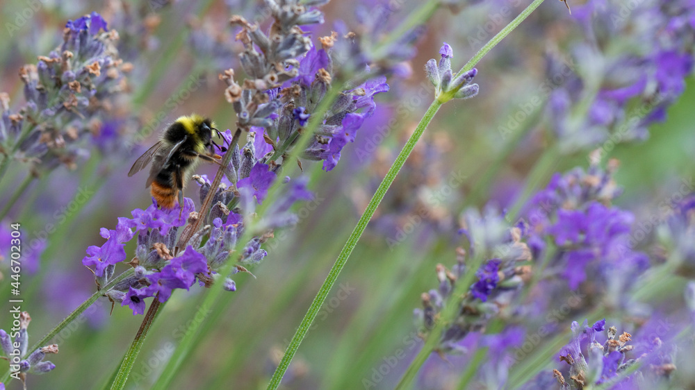 Early Bumblebee feeding on nectar from lavender flowers Early Bumblebee feeding on nectar from lavender flowers