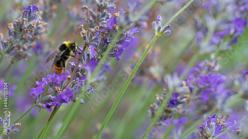 Early Bumblebee feeding on nectar from lavender flowers