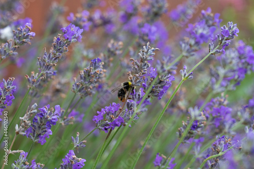 Fototapeta Naklejka Na Ścianę i Meble -  Early Bumblebee feeding on nectar from lavender flowers