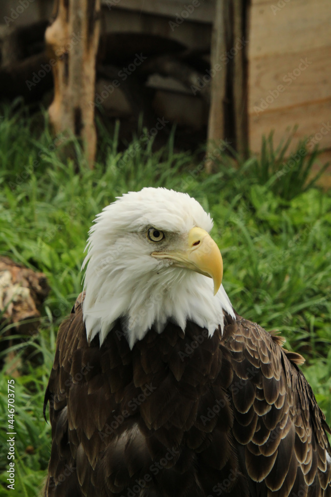 Obraz premium Proud Eagle