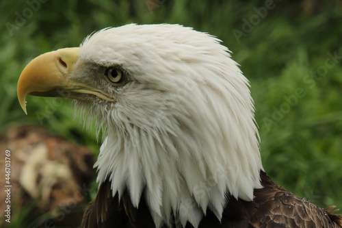 Profile of an Eagle