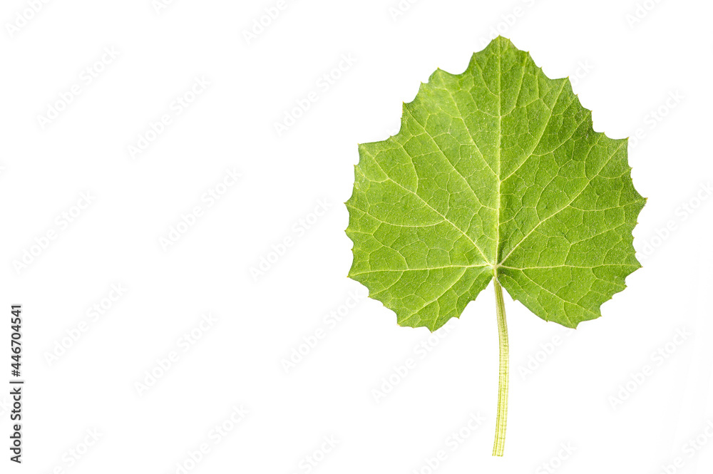 Pumpkin leaves isolated on white background. Stock Photo | Adobe Stock