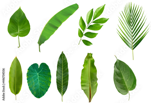 Set of Tropical green leaves isolated on white background