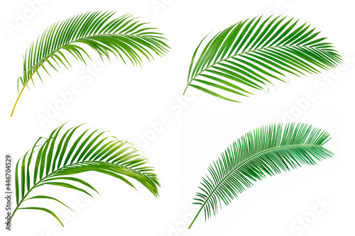 Set of Green leaves palm isolated on white background 